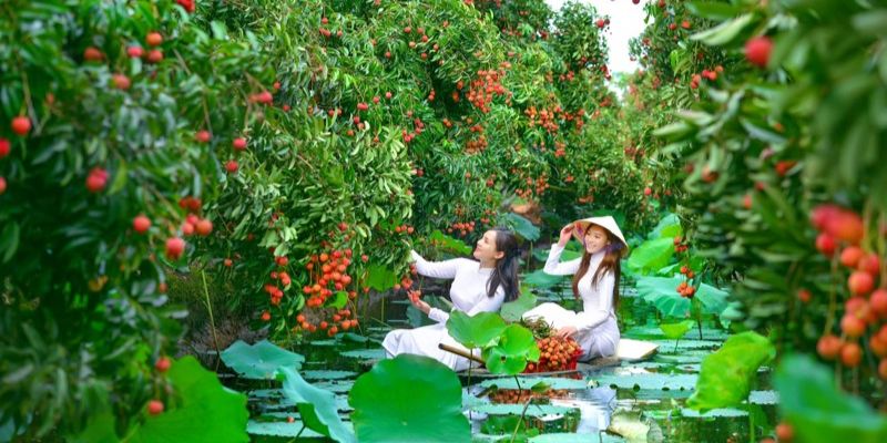 Vườn vải Thanh Hà - Hải Dương vào tháng 5,6