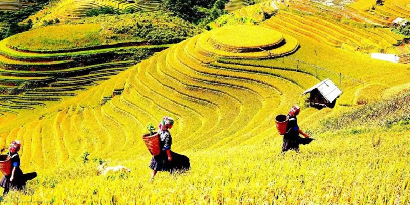 Xem dự báo thời tiết giúp người nông dân chuẩn bị cho mùa màng